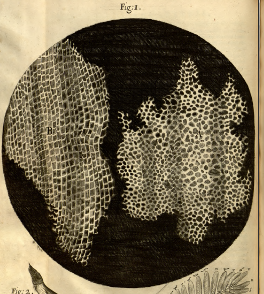 Kurk, getekend door Robert Hooke (Micrographia, 1665)