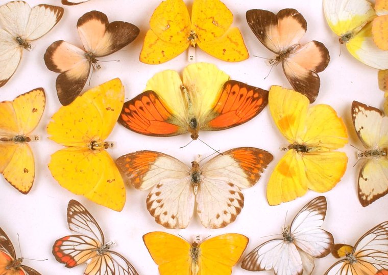 Koninklijke vlinders en torren