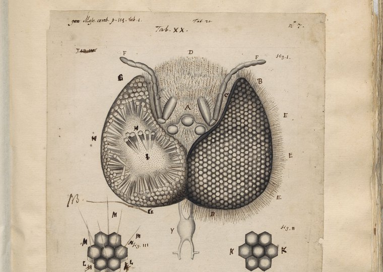 Visualizing the Unknown: 17de-eeuwse microscopische waarneming en visualisatie getoetst met historische instrumenten