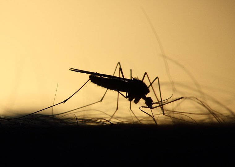 Muggen platslaan voor de wetenschap