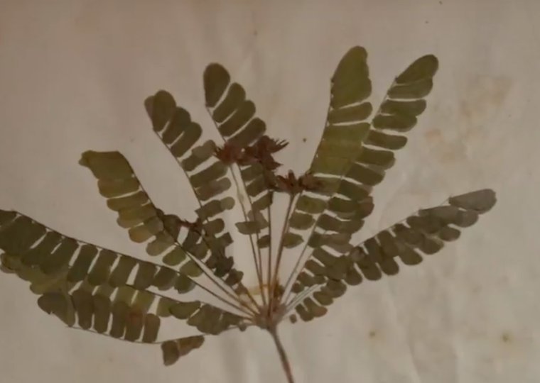 Verloren gewaande planten van Rumphius ontdekt