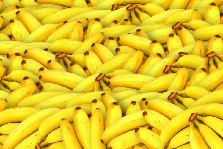 De herhaling: Panamaziekte pandemie in banaan bedreigt voedselzekerheid en favoriet fruit